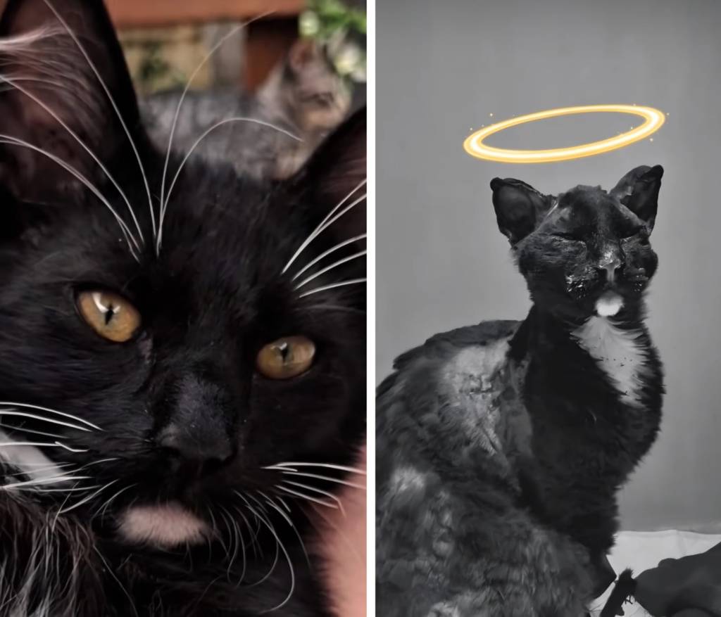 Gato morre em Petrópolis/RJ, após ser queimado vivo em uma churrasqueira e ficar 28 dias internado